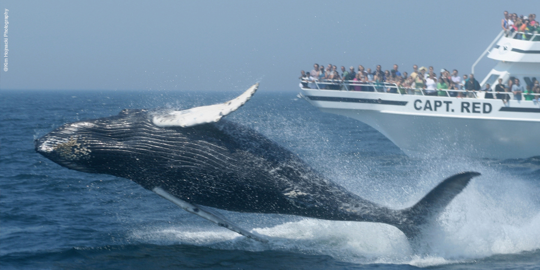 Whale Watch